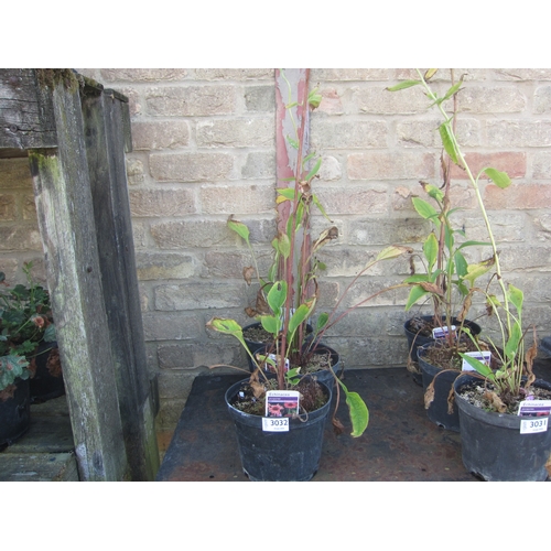 Lot 3032      