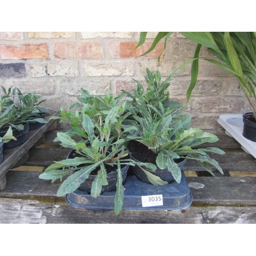 Lot 3035      