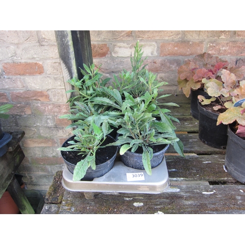 Lot 3039      