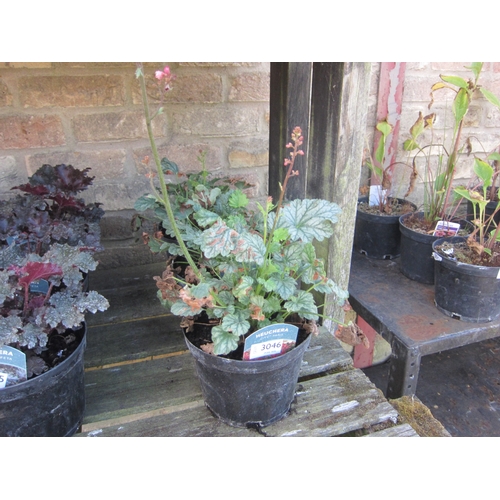 Lot 3046      