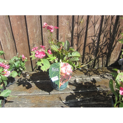 Lot 3058      