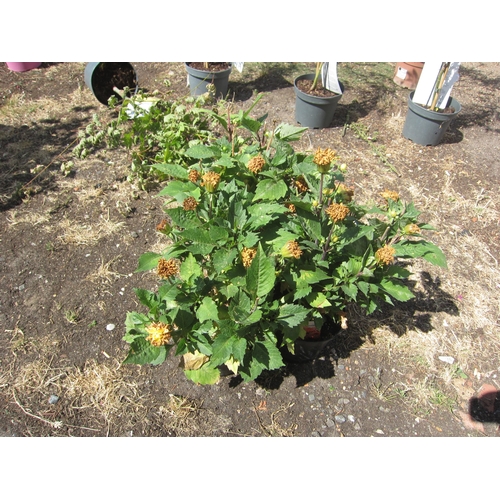 Lot 3060      