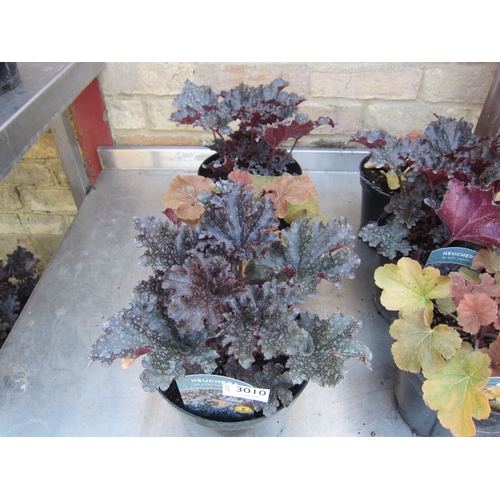 Lot 3010      