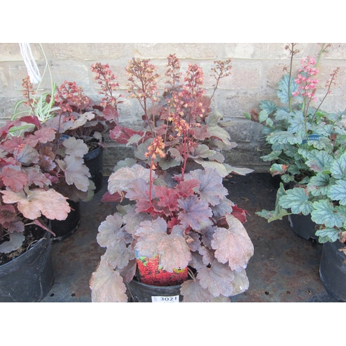 Lot 3021      