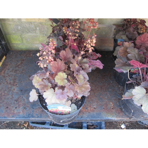 Lot 3024      