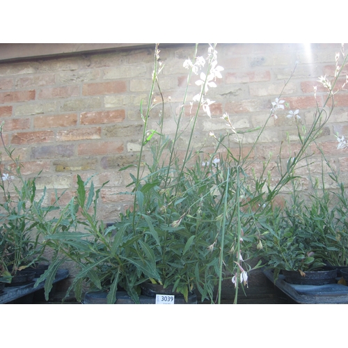 Lot 3039      