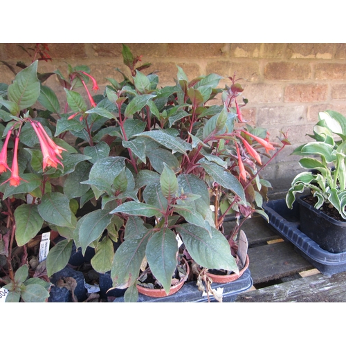 Lot 3044      