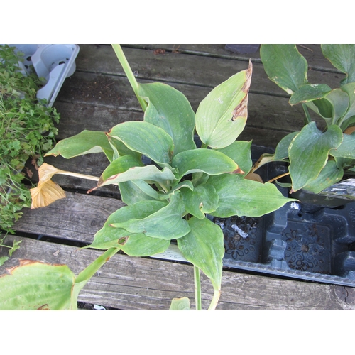 Lot 3051      
