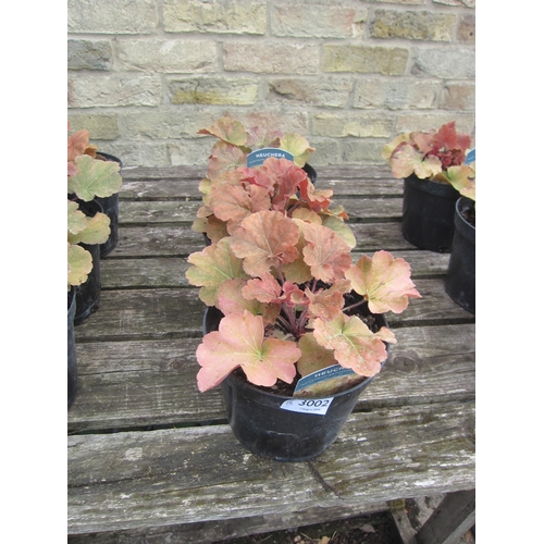 3002 - 3 Heuchera 