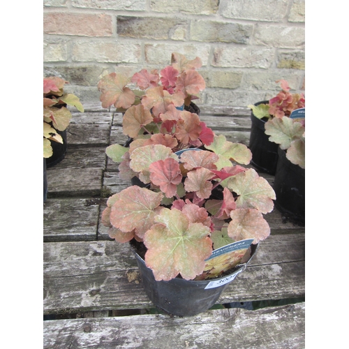 3004 - 3 Heuchera 