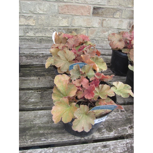 3005 - 3 Heuchera 