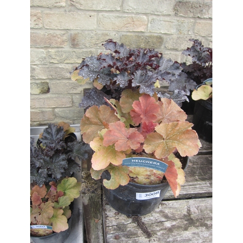 3008 - 3 mixed Heuchera