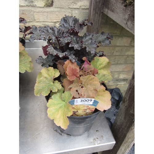 3009 - 3 mixed Heuchera