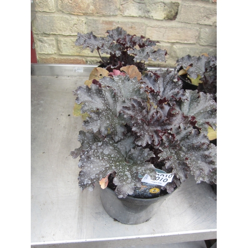 Lot 3010      