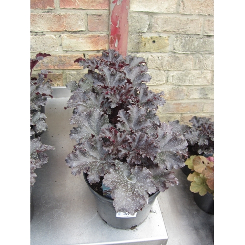 3011 - 3 Heuchera 