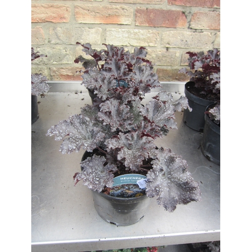 3013 - 3 Heuchera 