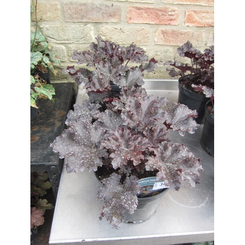 3015 - 3 Heuchera 