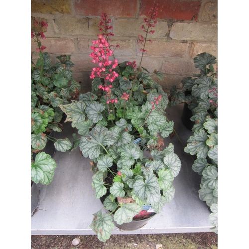3018 - 3 Heuchera 