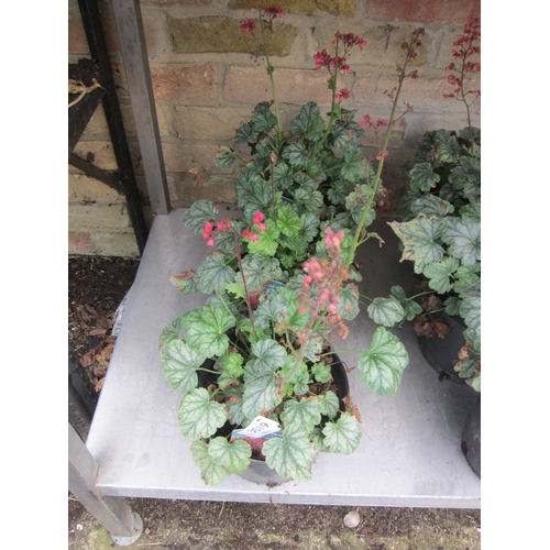 3019 - 3 Heuchera 