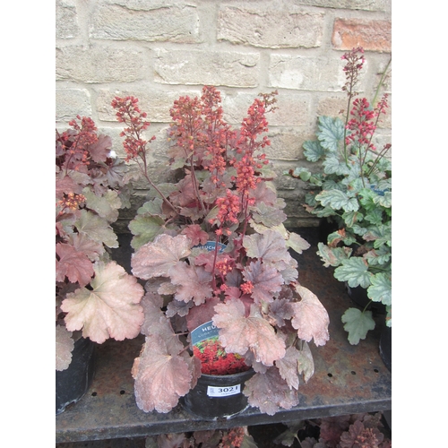 3021 - 3 Heuchera 