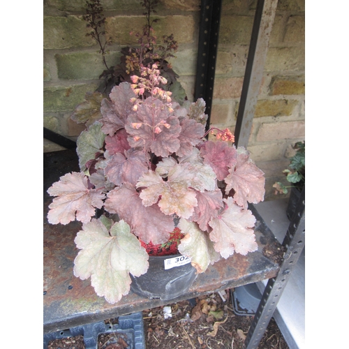 3023 - 3 Heuchera 