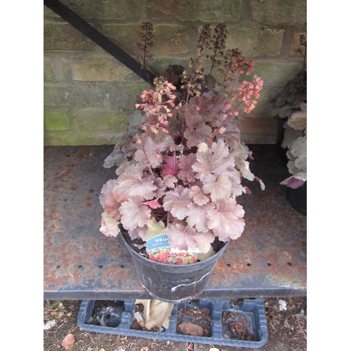 3024 - 3 Heuchera 