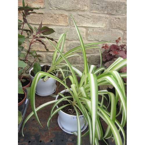 3025 - 2 Spider Plants