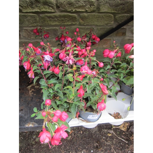3029 - 4 hardy Fuchsia 