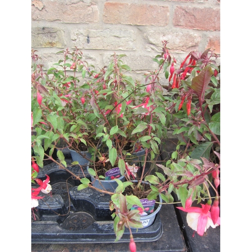 Lot 3030      