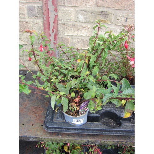 3031 - 4 hardy Fuchsia 