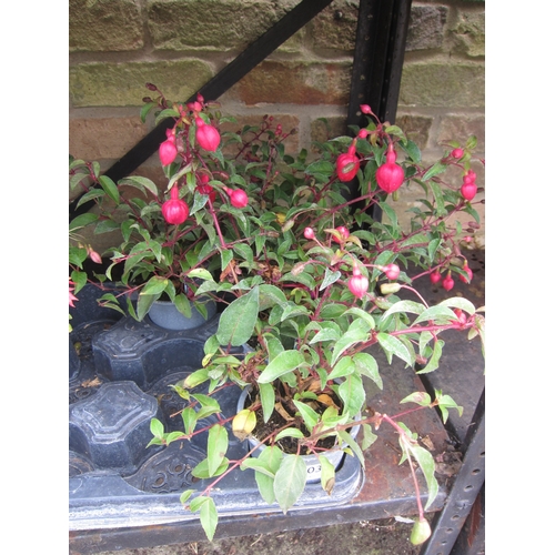 3032 - 4 hardy Fuchsia 