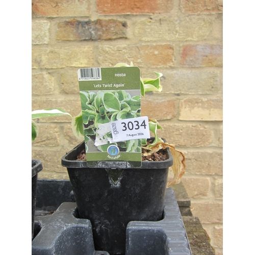 3034 - A Hosta 