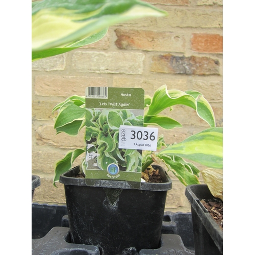 3036 - A Hosta 