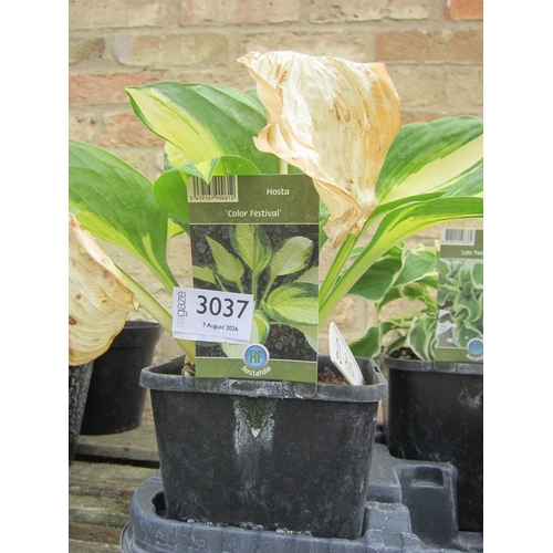 3037 - A Hosta 
