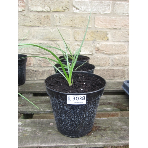 3038 - 3 Kniphofia (Red Hot Poker)