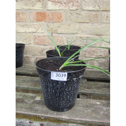 3039 - 3 Kniphofia (Red Hot Poker)