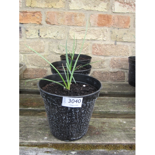 3040 - 3 Kniphofia (Red Hot Poker)