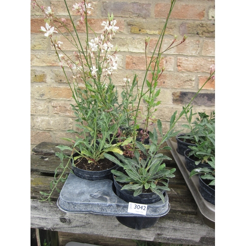 3042 - 6 Gaura 
