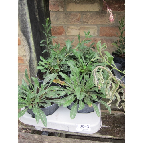 3043 - 6 Gaura 