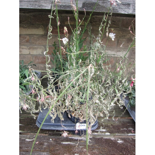 3044 - 6 Gaura 
