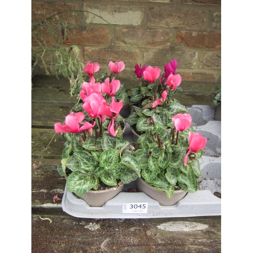 3045 - 6 mini Cyclamen