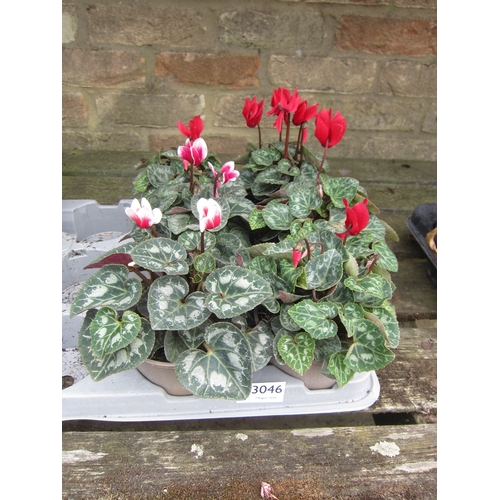 3046 - 6 mini Cyclamen