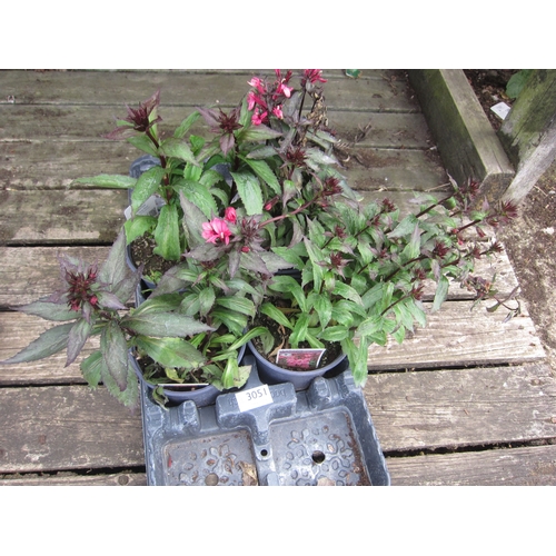 3051 - 4 Lobelia