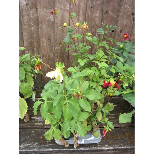 Lot 3055      