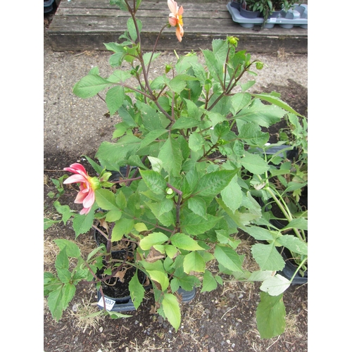 3057 - 6 mixed Dahlia
