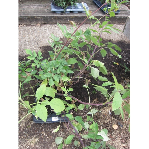 3058 - 6 mixed Dahlia