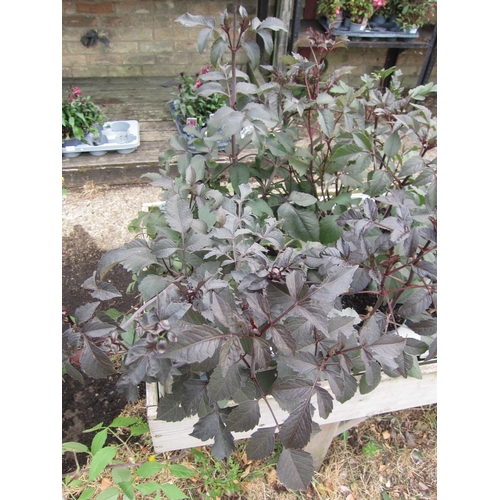 Lot 3059      