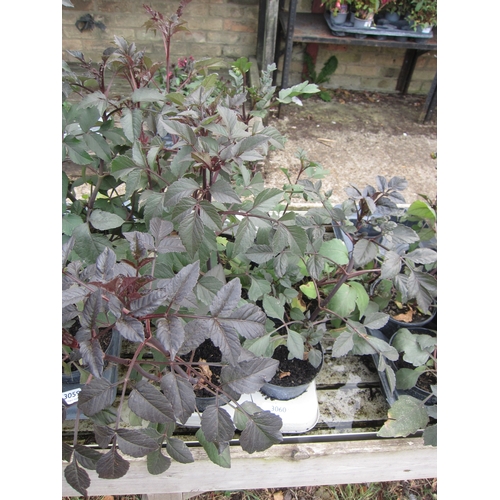 3060 - 6 dark leaf Dahlia 