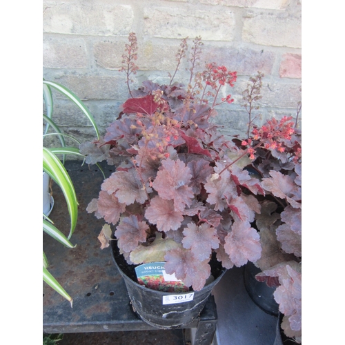 Lot 3017      
