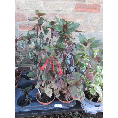 Lot 3022      